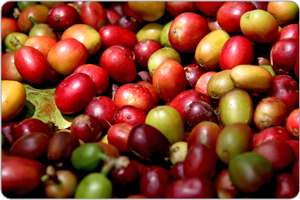 coffee "cherries"